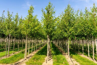 Acer x freemanii 'Autumn Blaze' haute-tige 10/12 cm