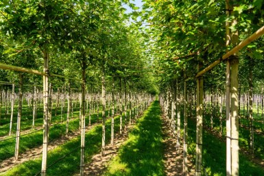 Acer x freemanii 'Autumn Blaze' haute-tige 10/12 cm