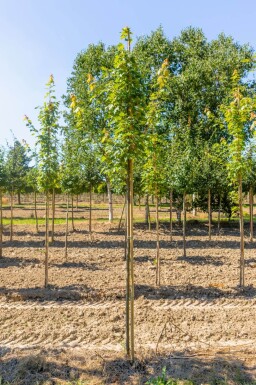 Acer x freemanii 'Autumn Blaze' haute-tige 10/12 cm