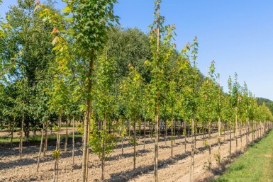 Acer x freemanii 'Autumn Blaze' haute-tige 10/12 cm