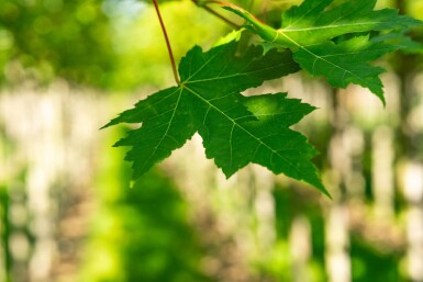 Acer x freemanii 'Autumn Blaze' haute-tige 10/12 cm