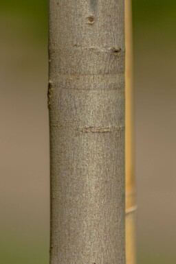 Acer x freemanii 'Autumn Blaze' haute-tige 10/12 cm