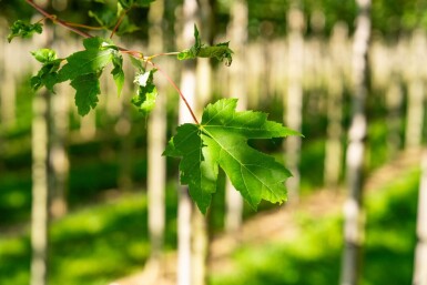 Acer x freemanii 'Autumn Blaze' haute-tige 10/12 cm
