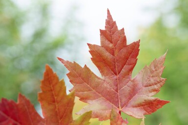 Acer x freemanii 'Autumn Blaze' cépée