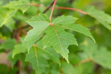 Acer x freemanii 'Autumn Blaze' cépée