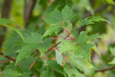 Acer x freemanii 'Autumn Blaze' cépée