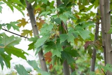 Acer x freemanii 'Autumn Blaze' cépée