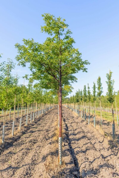 Acer griseum haute-tige 12/14