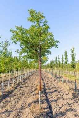 Acer griseum haute-tige 12/14