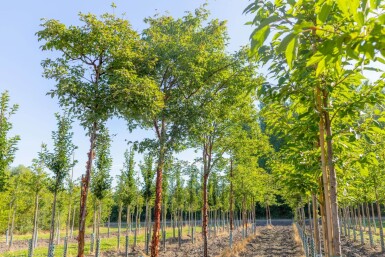 Acer griseum haute-tige 12/14
