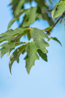 Acer griseum haute-tige 12/14