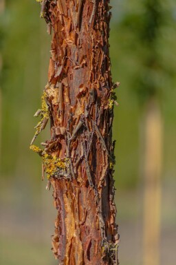 Acer griseum haute-tige 12/14