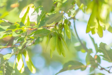 Acer griseum haute-tige 12/14