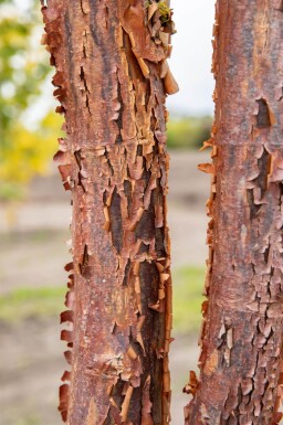 Acer griseum haute-tige 12/14