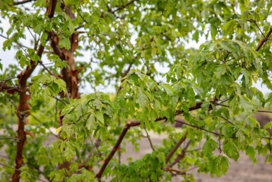 Acer griseum haute-tige 12/14