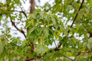 Acer griseum haute-tige 12/14