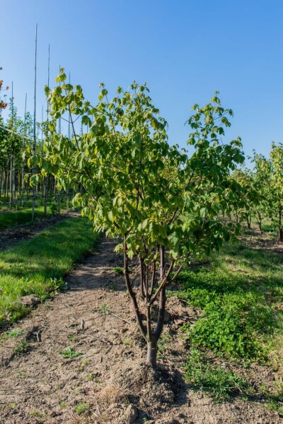 Acer griseum cépée