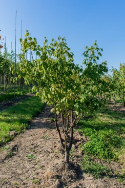 Acer griseum cépée