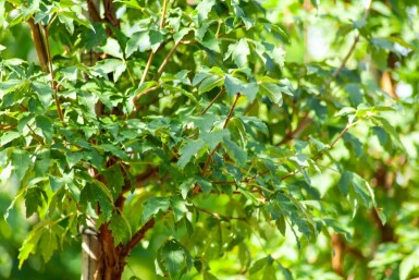 Acer griseum cépée