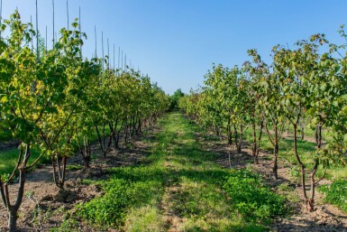 Acer griseum cépée