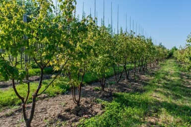 Acer griseum cépée