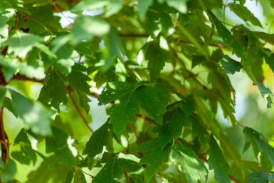 Acer griseum cépée