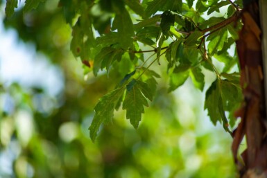 Acer griseum cépée