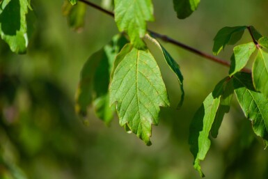 Acer griseum cépée