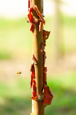 Acer griseum cépée