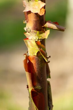 Acer griseum cépée