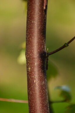 Acer griseum cépée