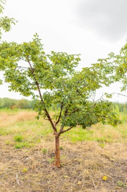 Acer griseum cépée