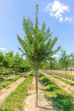 Acer monspessulanum haute-tige