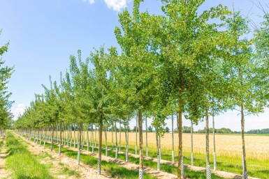 Acer monspessulanum haute-tige