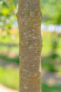Acer monspessulanum haute-tige