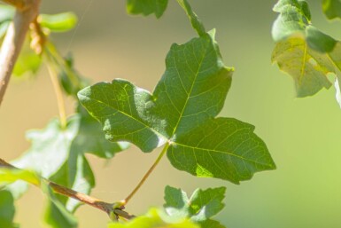 Acer monspessulanum haute-tige
