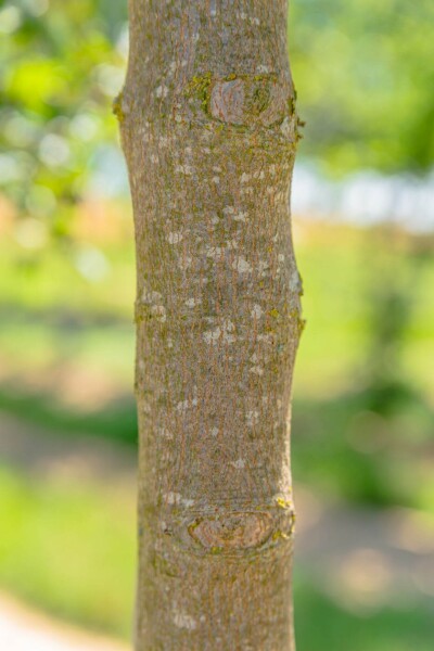 Acer monspessulanum cépée