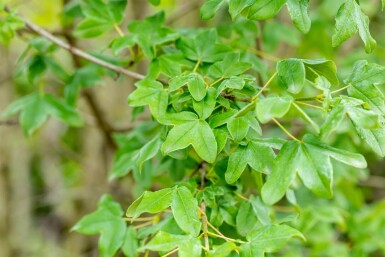 Acer monspessulanum cépée