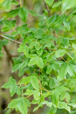 Acer monspessulanum cépée