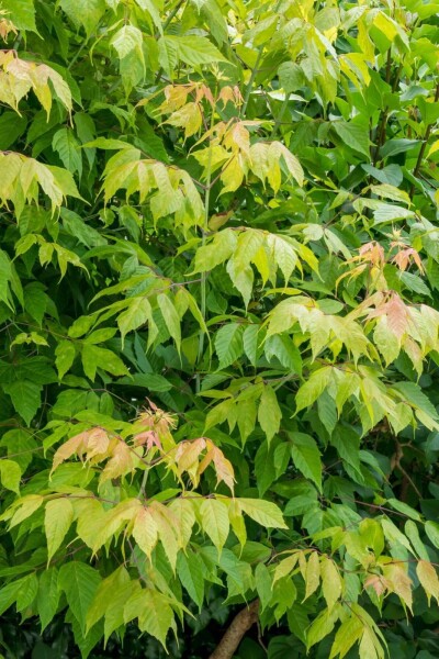 Acer negundo haute-tige
