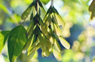 Acer negundo haute-tige