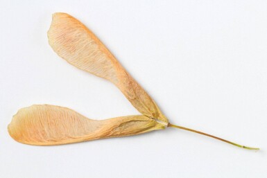 Acer negundo haute-tige