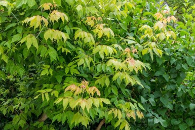 Acer negundo cépée