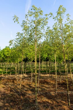 Acer negundo 'Flamingo' haute-tige