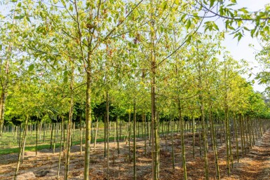 Acer negundo 'Flamingo' haute-tige