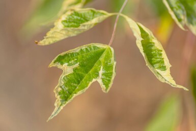 Acer negundo 'Flamingo' haute-tige
