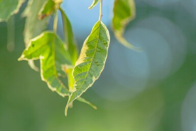 Acer negundo 'Flamingo' haute-tige