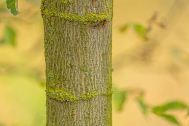 Acer negundo 'Flamingo' haute-tige
