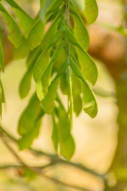 Acer negundo 'Flamingo' haute-tige