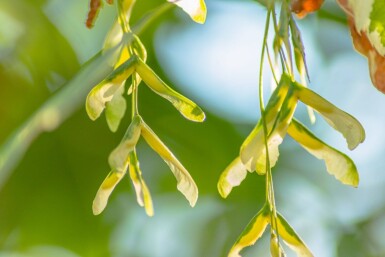 Acer negundo 'Flamingo' haute-tige